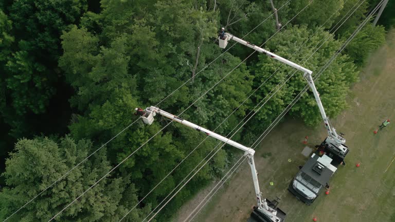 Best Commercial Tree Services  in Lake Crystal, MN